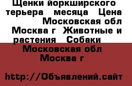 Щенки йоркширского терьера 2 месяца › Цена ­ 25 000 - Московская обл., Москва г. Животные и растения » Собаки   . Московская обл.,Москва г.